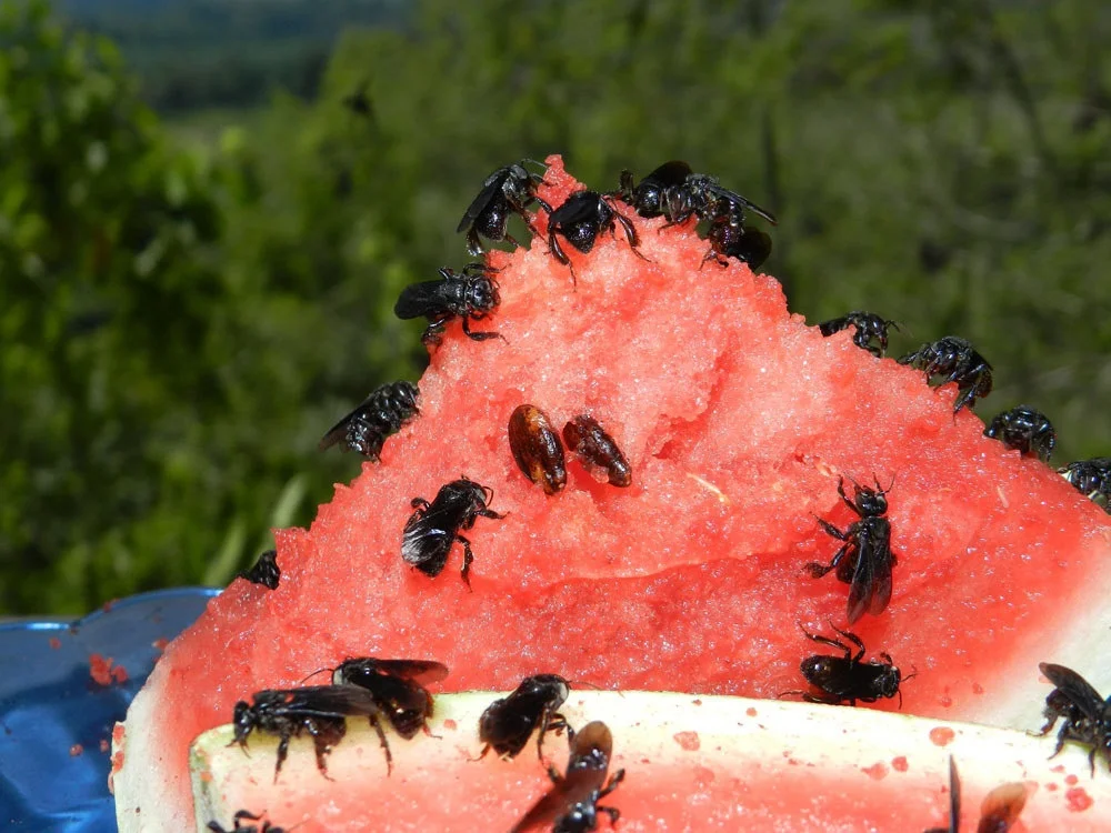 pchely stervyatniki Пчёлы-стервятники: Улей из плоти, а мёд из мяса. Неправильные пчёлы, которые собирают падаль вместо пыльцы