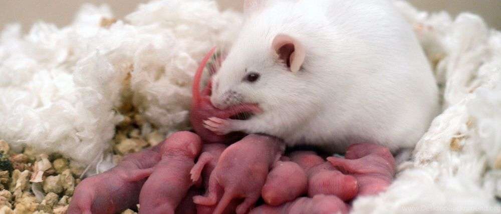 Крысиное потомство